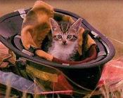 Rescue Rover Says "Don't Leave Pets Home Without Them!"